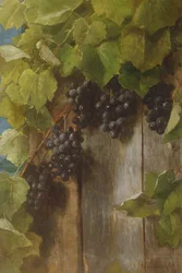 Une vigne fruitière, 1889